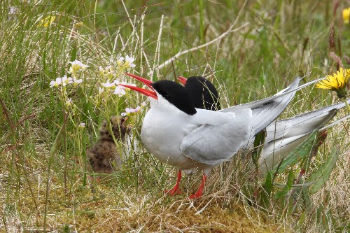 Artic Tern with chick, credit University of Exeter